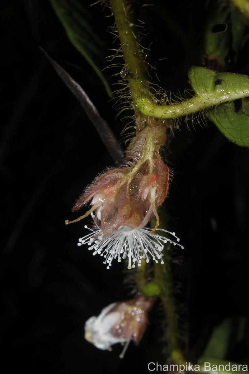 Symplocos pulchra subsp. hispidula (Thwaites) Noot.